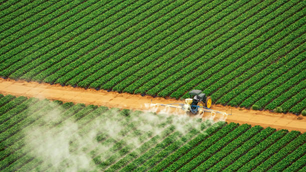 Best Termite Control Services  in Muscoy, CA