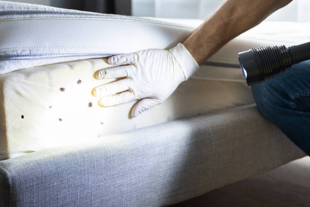 Best Pest Control Treatment  in Muscoy, CA