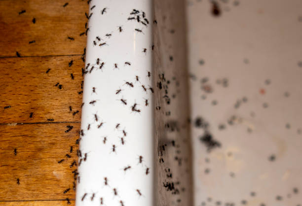 Best Flea Control Services  in Muscoy, CA